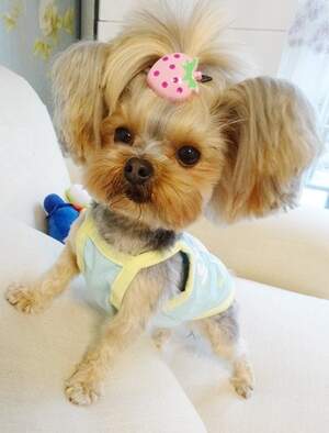 Майка Ice-cream